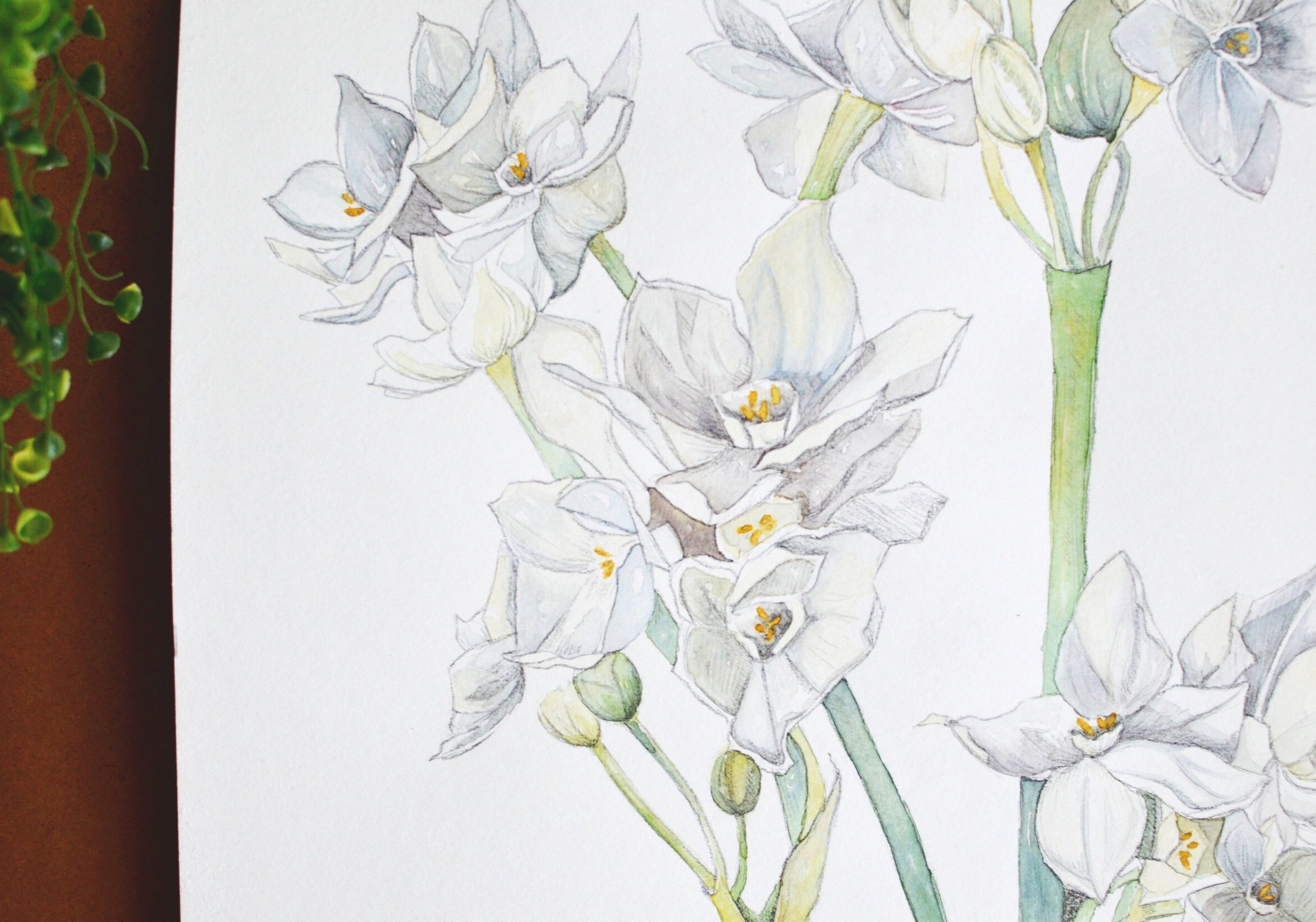 Paperwhites%2Bleft%2Bdetail%2B%25281%2Bof%2B1%2529.jpg