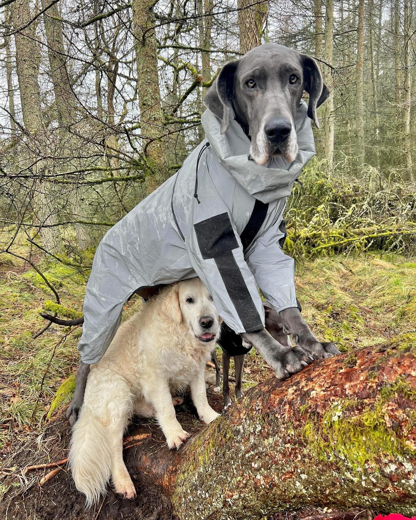 If you have a good size pal you can hide under them from rain!! #goldenretriever #greatdane  #besties great shot @inkathebluedane