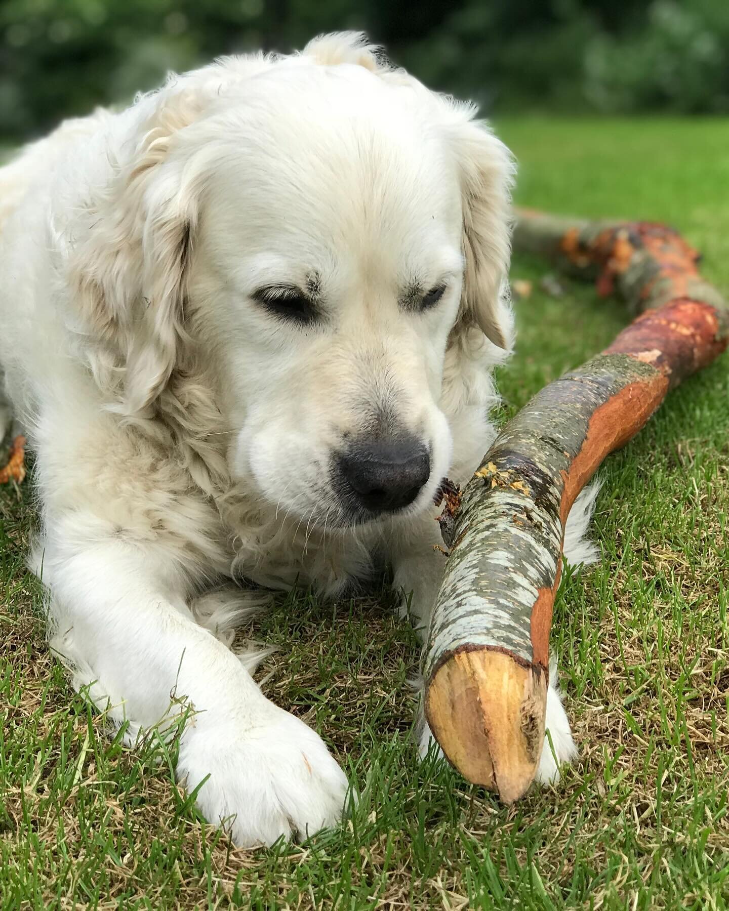 And just like that&hellip; 11 amazing years went by, you are always by my side, my beautiful gentle boy! Mummy loves you so much😻 HAPPY 11th BIRTHDAY Robby 🐾🐾🐾 #happybirthday #birthday #birthdayboy #goldenretriever #goldenretrieversofinstagram #h