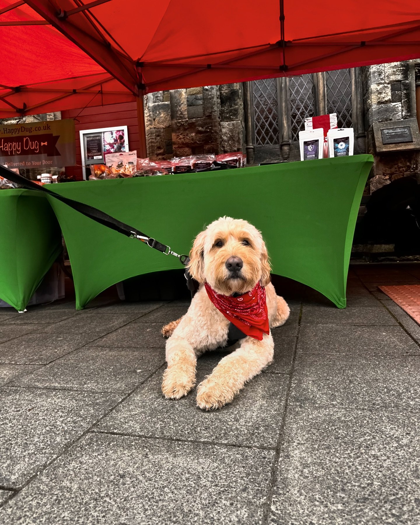 After sniffing out what our stall is all about, Sunny didn&rsquo;t want to leave!  #dogsofinstagram #happydugpetfood #dogtreats #hypoallergenic #treats #petfood #peebles @peebles_market