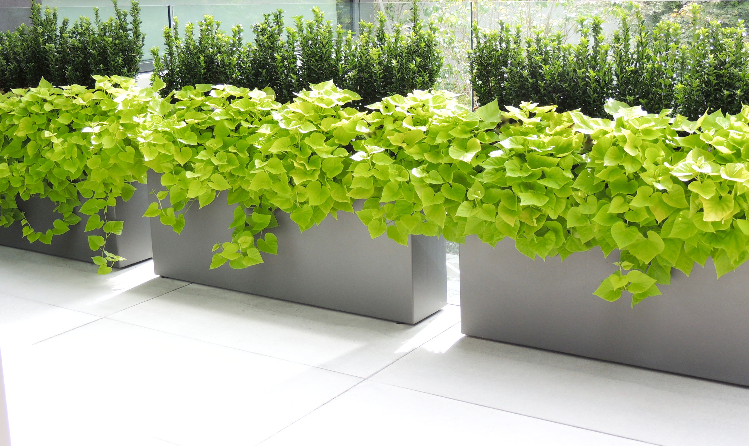   Simply Transformative     Architectural. Commercial. Custom. Planters.     View Products  