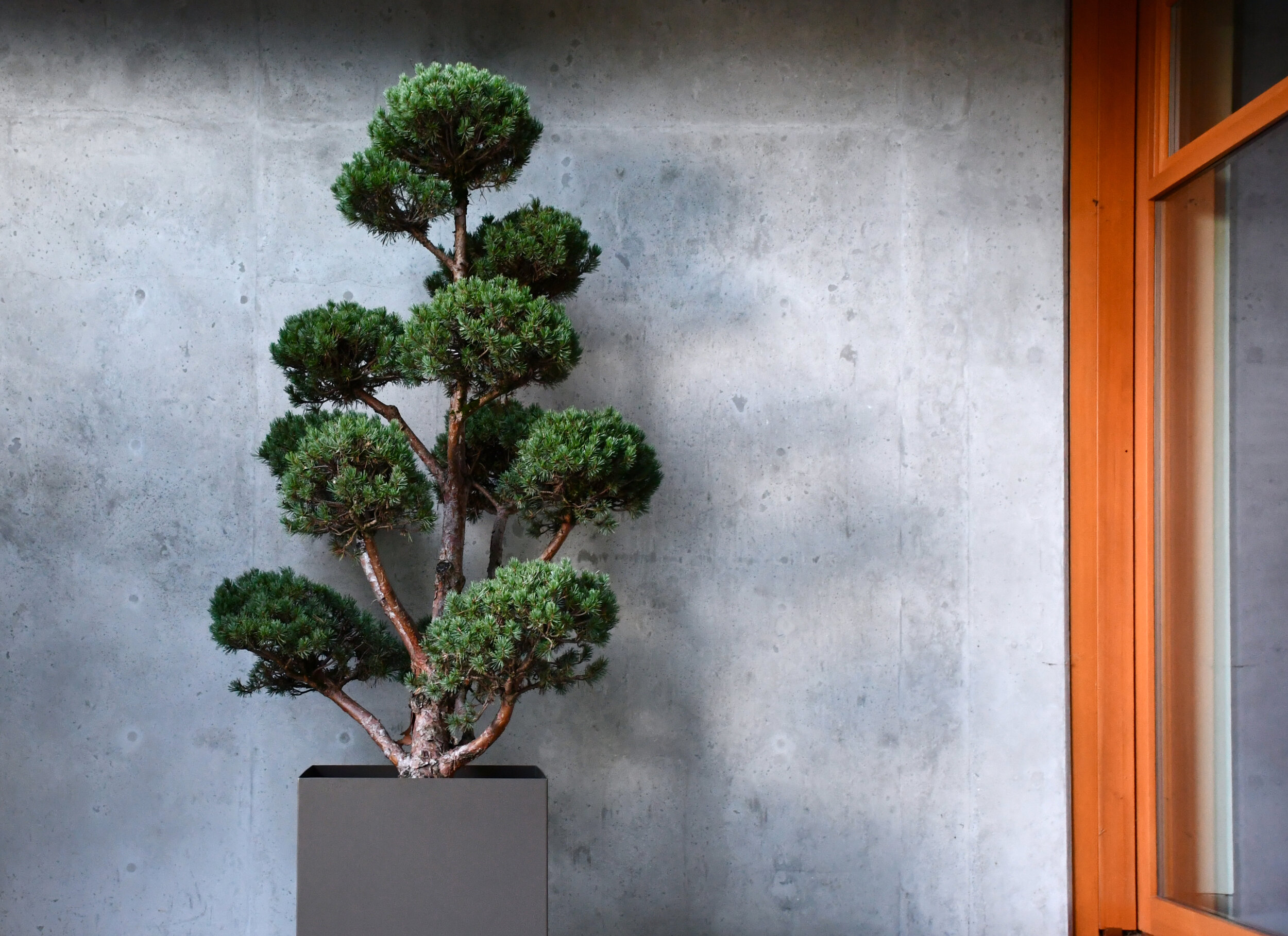 Grey pedestal planter box with a big bonsai