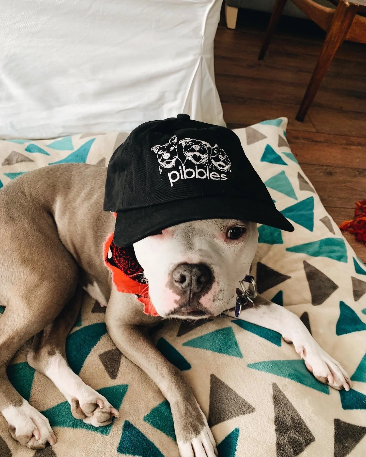 Oh, you know... just Queen Tillie slaying on a casual Thursday 💁🏻&zwj;♀️
&bull;
#pibbles #pitbullsofinstagram #pitbulls #thepibblemovement
