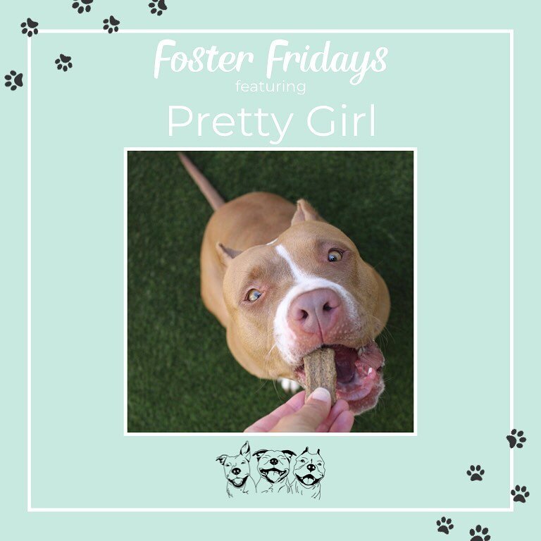 This weeks Foster Friday feature is the prettiest Pibble, Pretty Girl! She is a wiggly, friendly, and pretty girl. She&rsquo;s quite affectionate and has flexible energy. If you&rsquo;re an active person but also want to netflix and chill, she is the