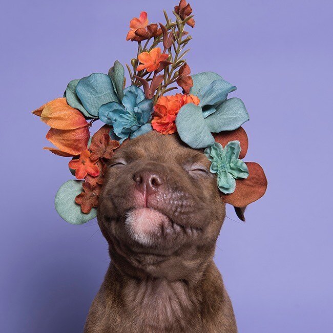 Spawtlight: Sophie Gamand @sophiegamand

Sophie Gamand is an award-winning photographer and animal advocate. These are just 4 of the 450 photos she took of shelter pit bulls wearing flower crowns. She created the Pit Bull Flower Power, a revolution f