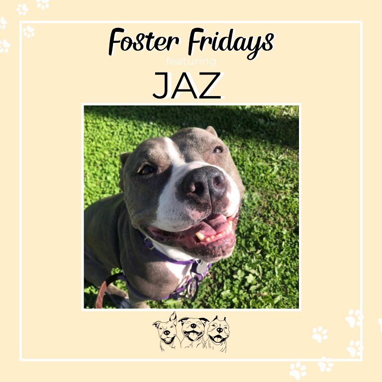 Our first Foster Friday feature is this adorable pibble, Jaz! 😍 Jaz is a recent foster at @angelcitypits and was one of the many pibbles misplaced by the LA fires. She is incredibly sweet, affectionate, and eager to pepper you with love 💕Let&rsquo;