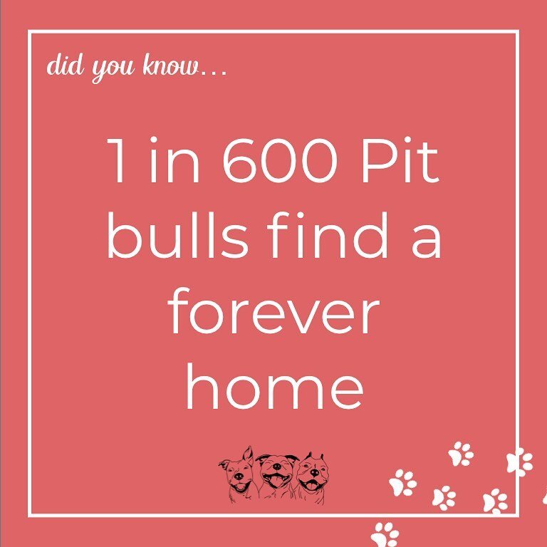 Most pups that end up in shelters are pit bulls and they very rarely find a forever home 😞 This is because many people have biases that pit bulls are aggressive 🤔
&bull;
Well we&rsquo;re here to change that! The Pibble Movement is proud to support 