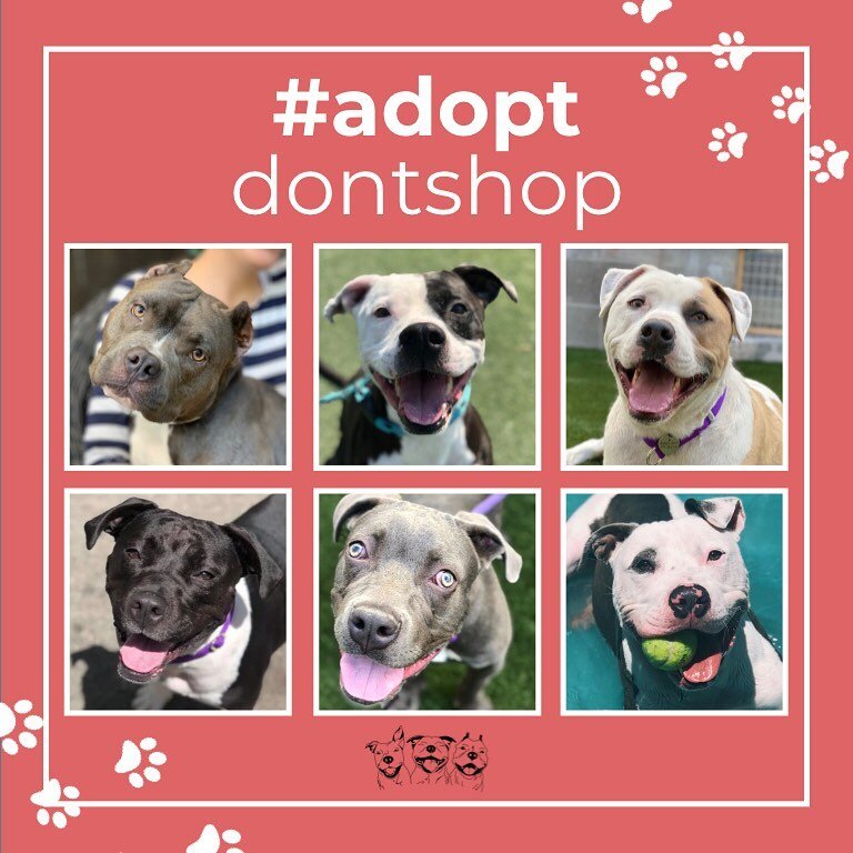 Take on #adoptdontshop over Black Fri and Cyber Monday. Make an impact, change the life of a Pibble
&bull;
Here are just a few of the adorable and adoptable Pibbles available at Angel City Pit Bulls. For more information and for more Pibble options, 