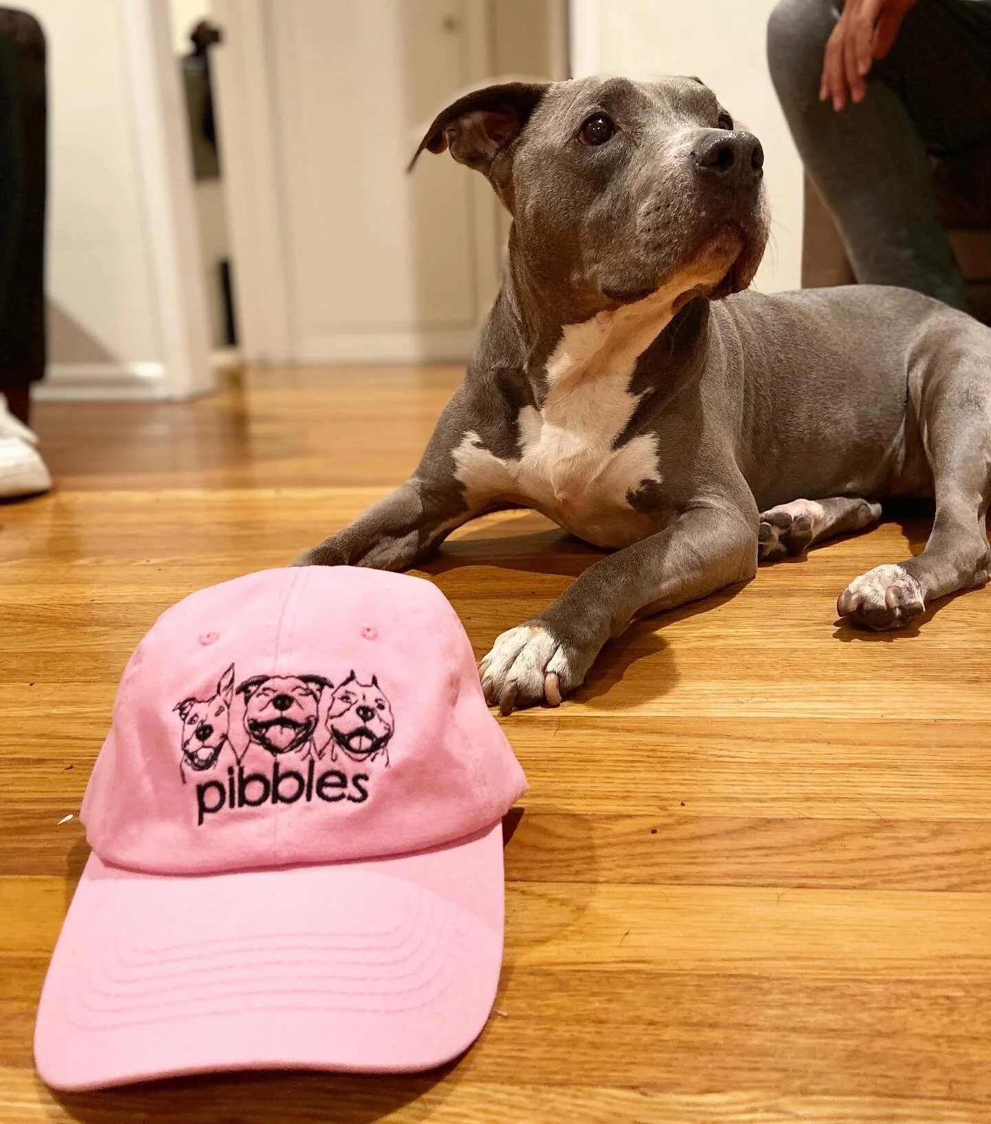 wishing you a wooferful thanksgiving from Joy &amp; pibbles❣️
&bull;
#pibble #pibbles #thepibblemovement #pitbull #pitbuls #thanksgiving