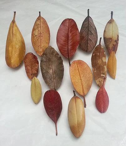 group 979. shrp cont..done all....jpg