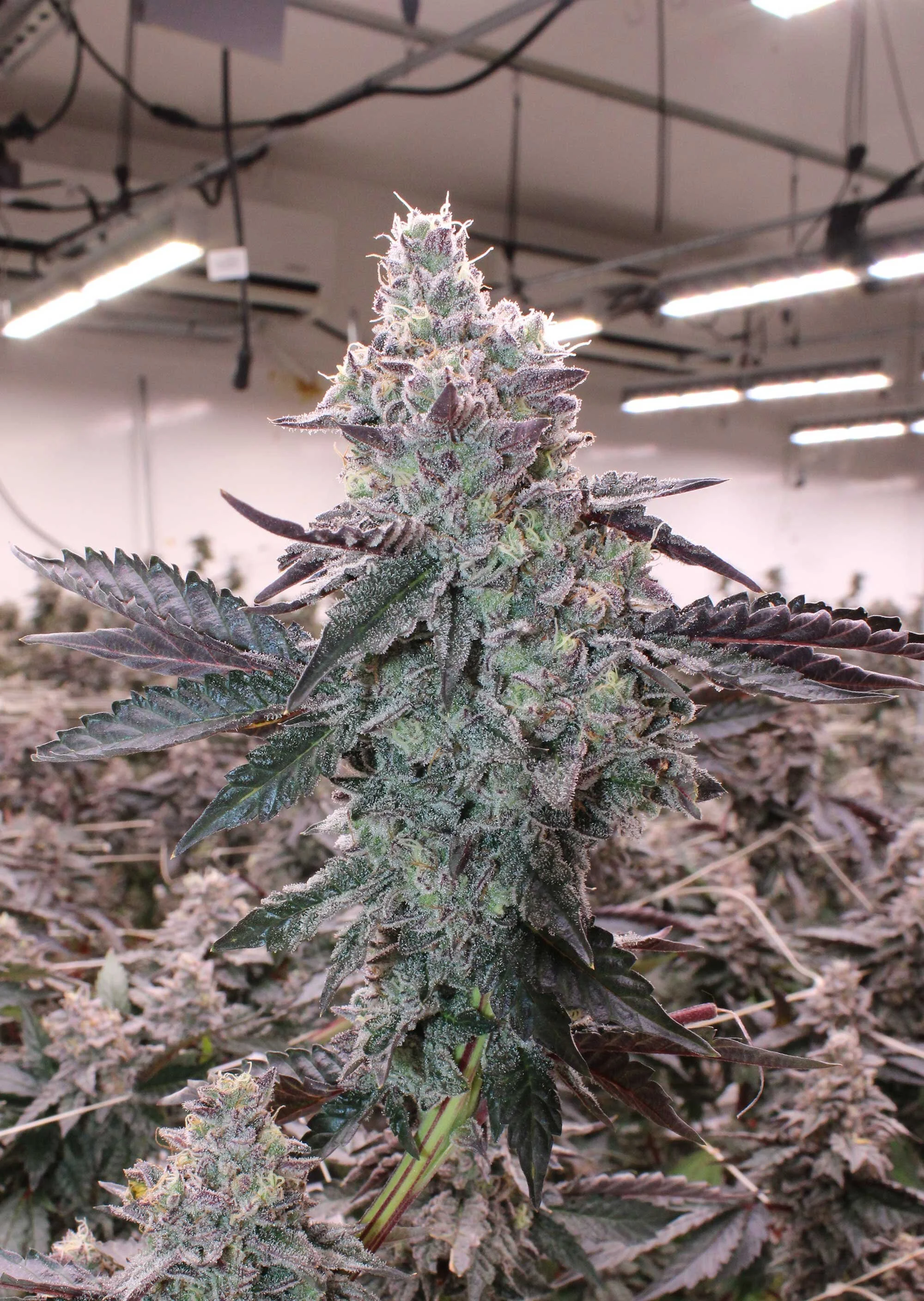 Drying and Curing: Why and How