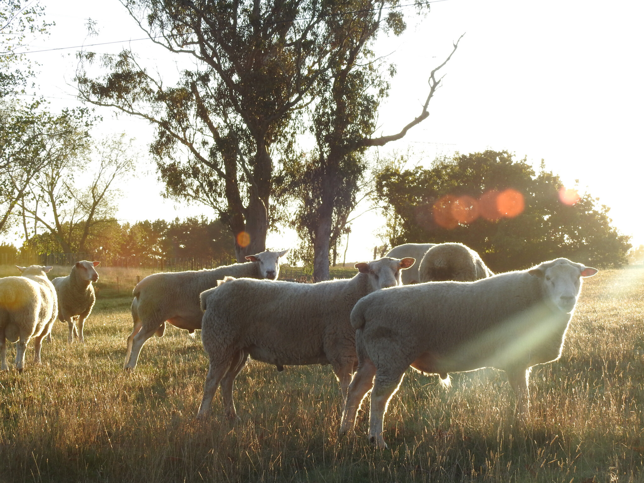 The Gullies Livestock