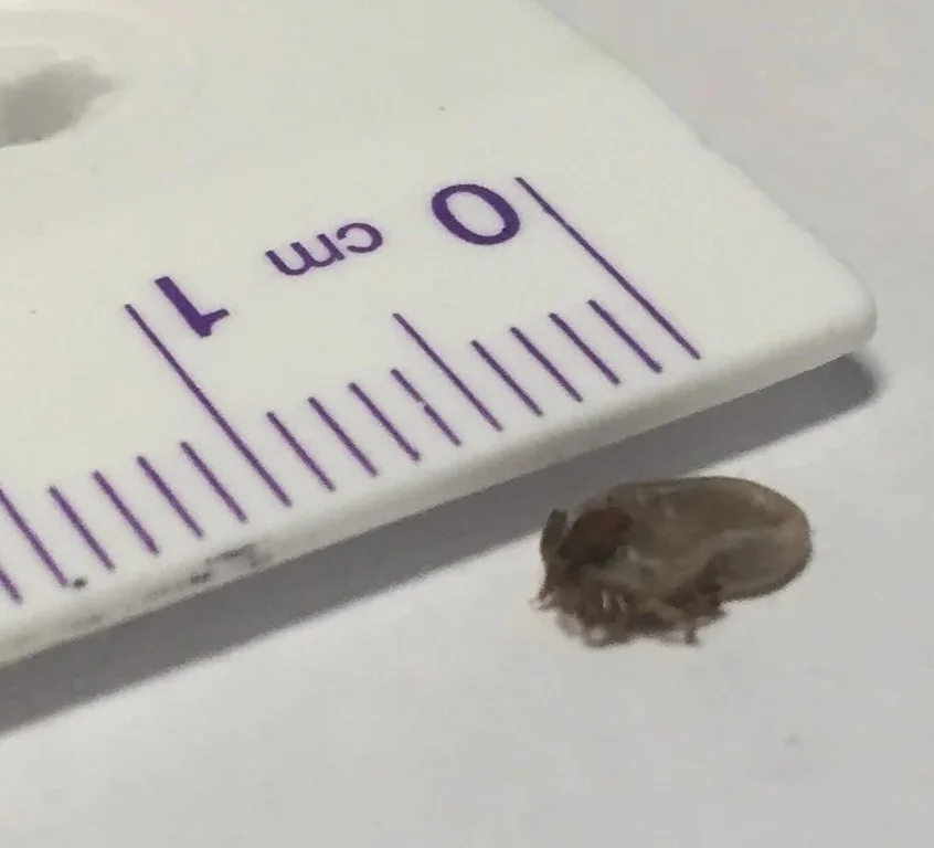 Small animal skull next to a measurement scale showing centimeters.