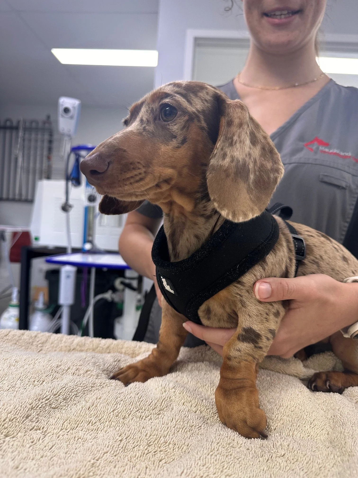 A young, brown, dappled dachshund puppy being held on a medical examination table. The puppy is wearing a black harness, and a person is supporting it from below. The setting appears to be a veterinary clinic, with medical equipment in the background