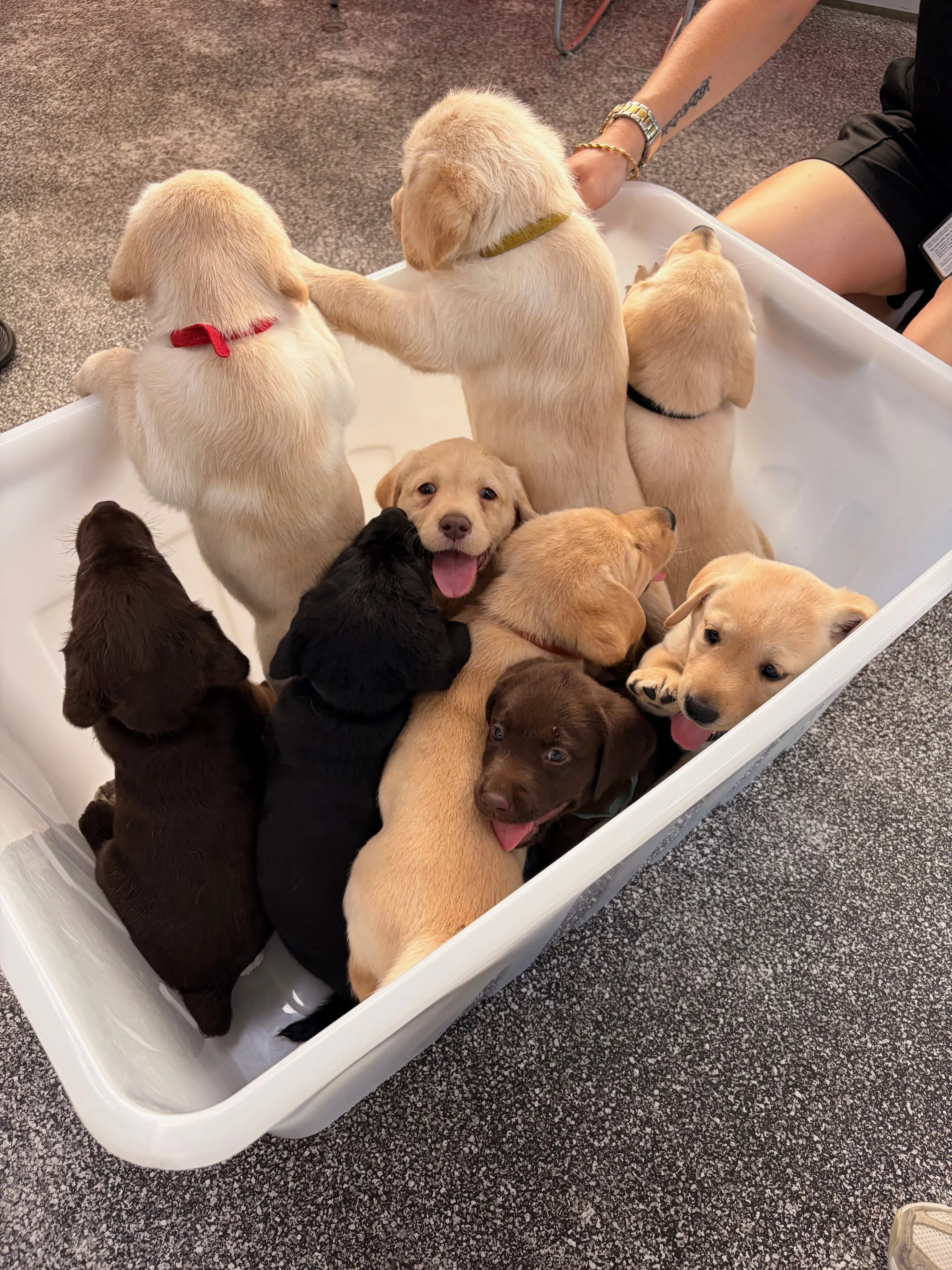 Ten puppies of various colors inside a white plastic container, with two puppies standing against the edge and the others lying down or sitting, some with tongues out.