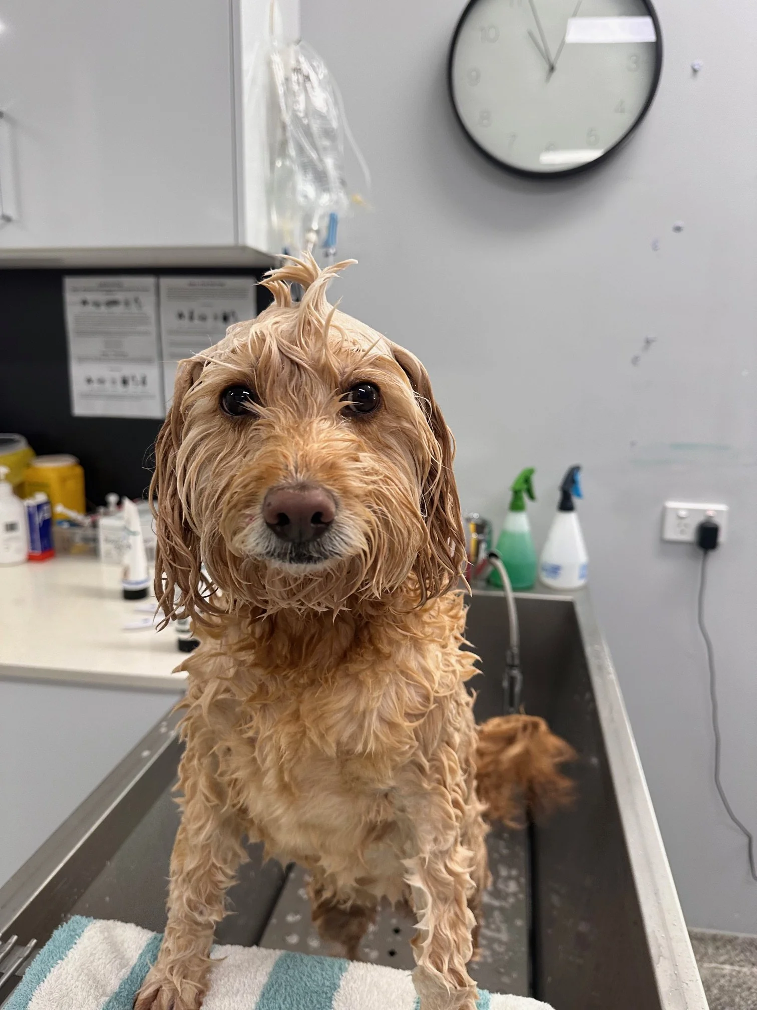 Wet, curly-haired dog on a grooming table at a pet grooming station with grooming supplies in the background.