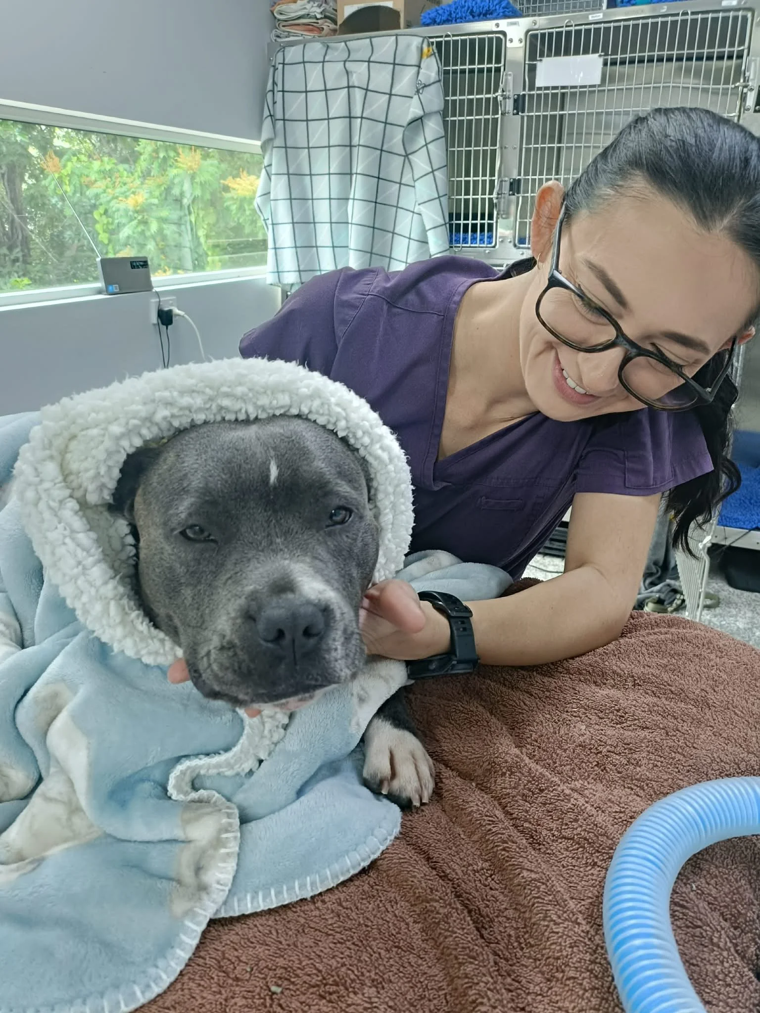 A woman with glasses and a purple shirt smiling while gently holding a gray pit bull dog with a white stripe, who is wearing a cozy hoodie with a fluffy hood, on a brown towel in a veterinary clinic with pet cages and a window in the background.