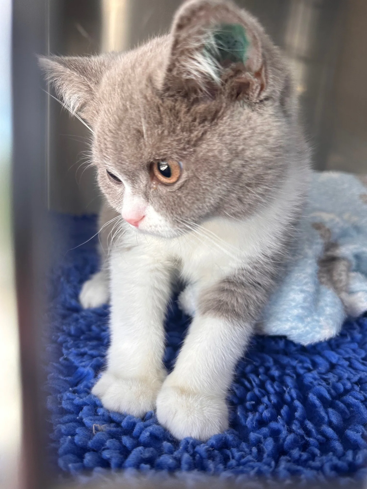 A gray and white kitten sitting on a blue textured blanket, looking to the side.