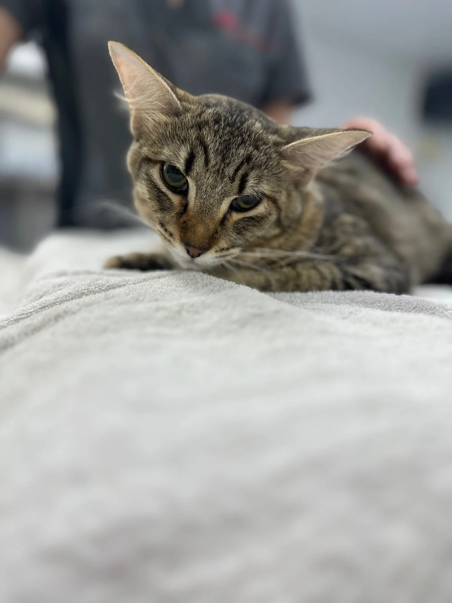 Close-up of a tabby cat lying on a white surface, with a blurred background.
