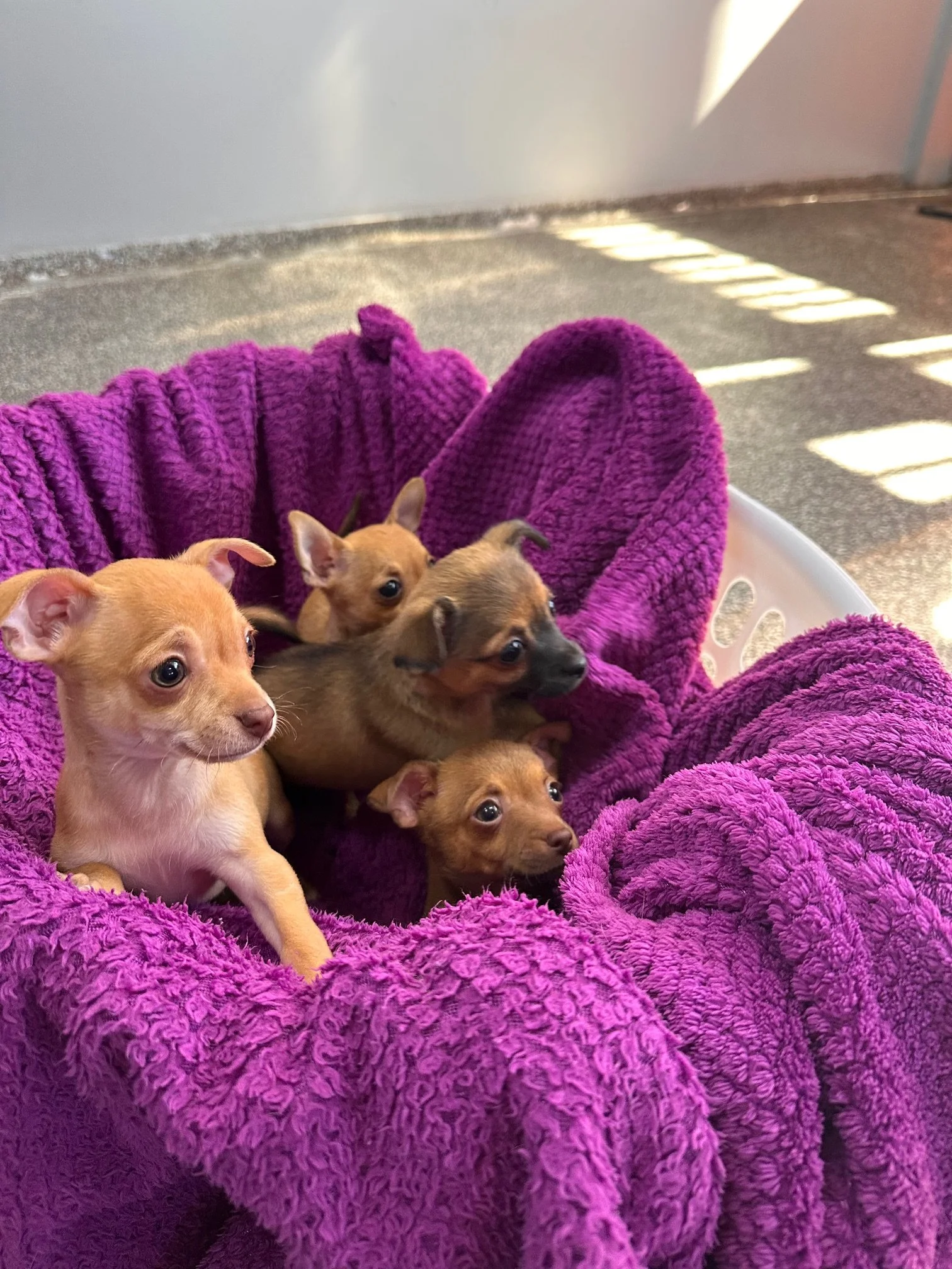 Four small puppies sitting in a purple fleece blanket, inside a white basket, with sunlight shining through blinds in the background.