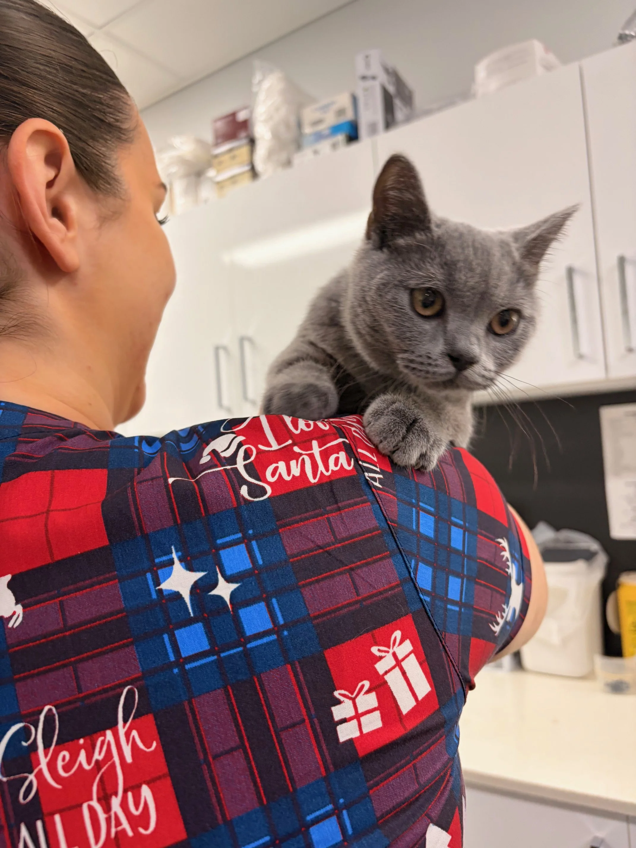 A woman holding a gray kitten on her shoulder in a room with white cabinets and various supplies.