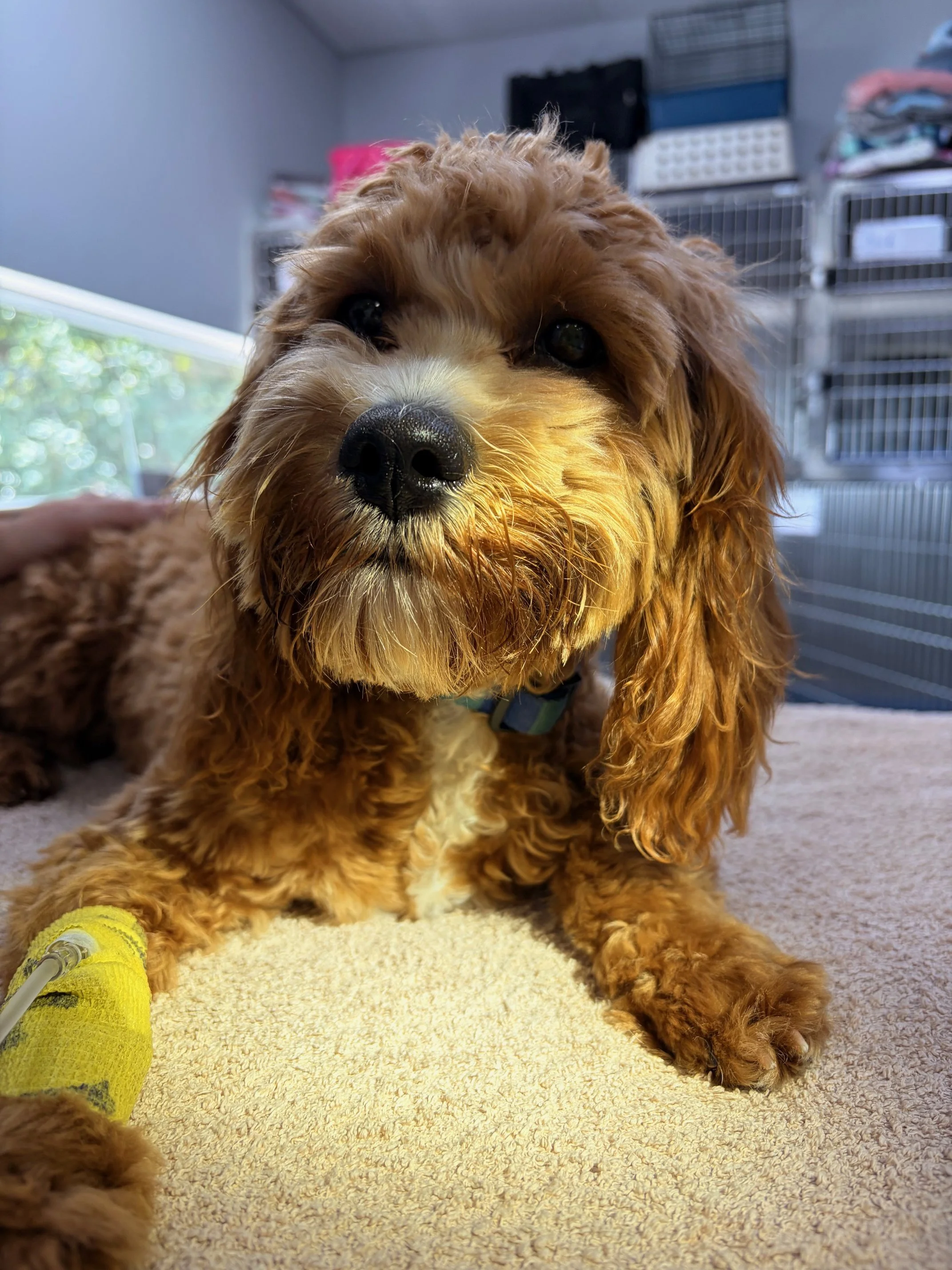 Close-up of a brown and white fluffy dog lying on a beige surface, with an IV tube attached to its front leg, indoors in a room with cages and stored items in the background.
