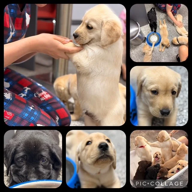 Six pictures of adorable puppies. The top left shows a person petting a light-colored puppy. The top right features a child with two puppies' paws in her lap. The middle right displays a close-up of a light-colored puppy with a curious expression. Th