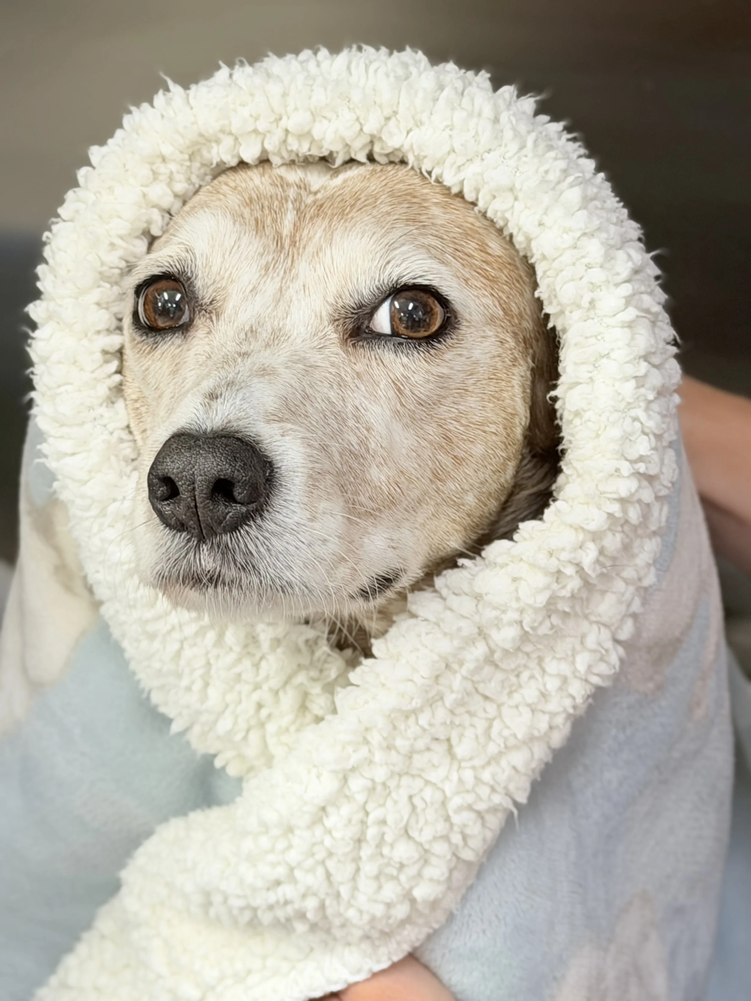 A dog with brown eyes wearing a fluffy white hooded garment, looking softly at the camera.