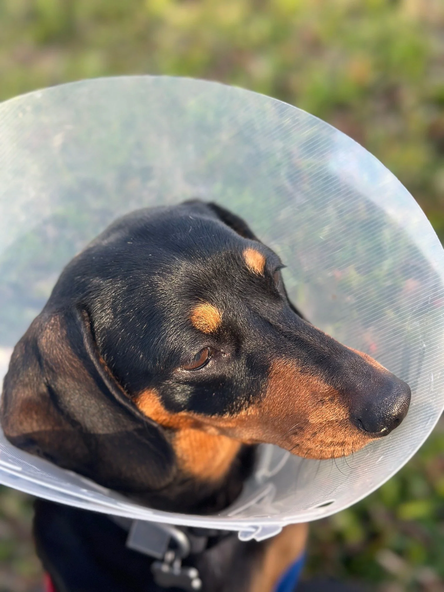 A black and tan dog with a cone collar around its neck, looking off to the side outdoors.
