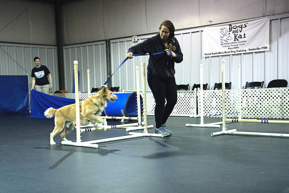 Group Classes — Dogs and