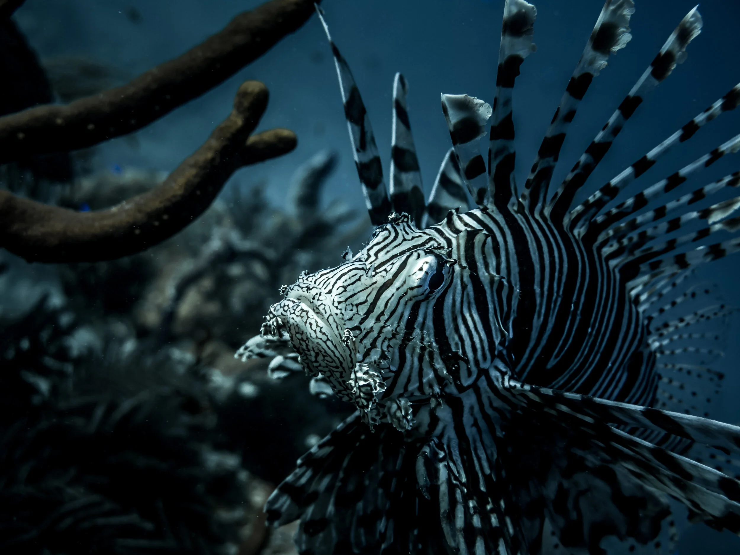 Roatan Guide — Roatan Tourism Bureau