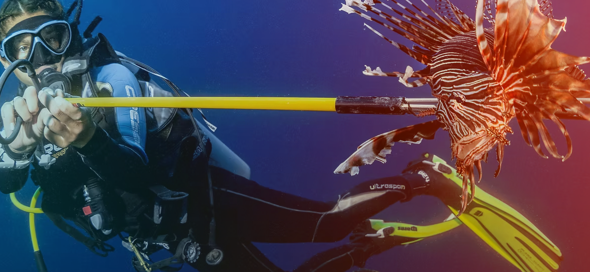 Lionfish Roatan Join the Fight Against Lionfish: Get Certified with Roatan Marine Park ...