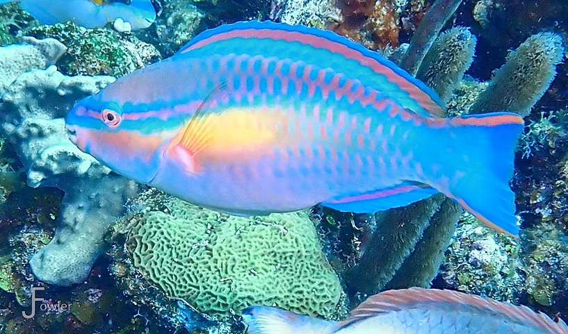 Parrotfish 2.png