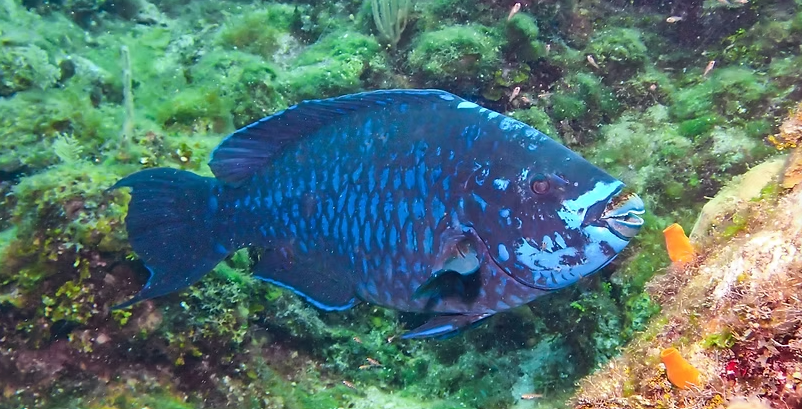 Parrotfish 4.png