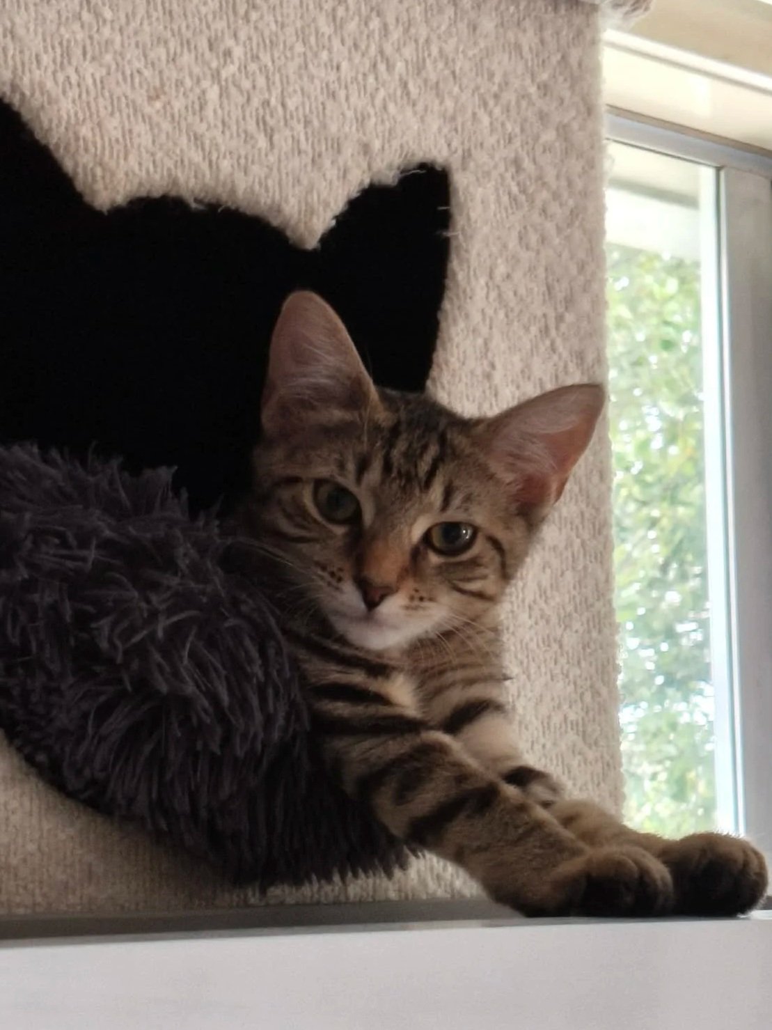 A tabby cat