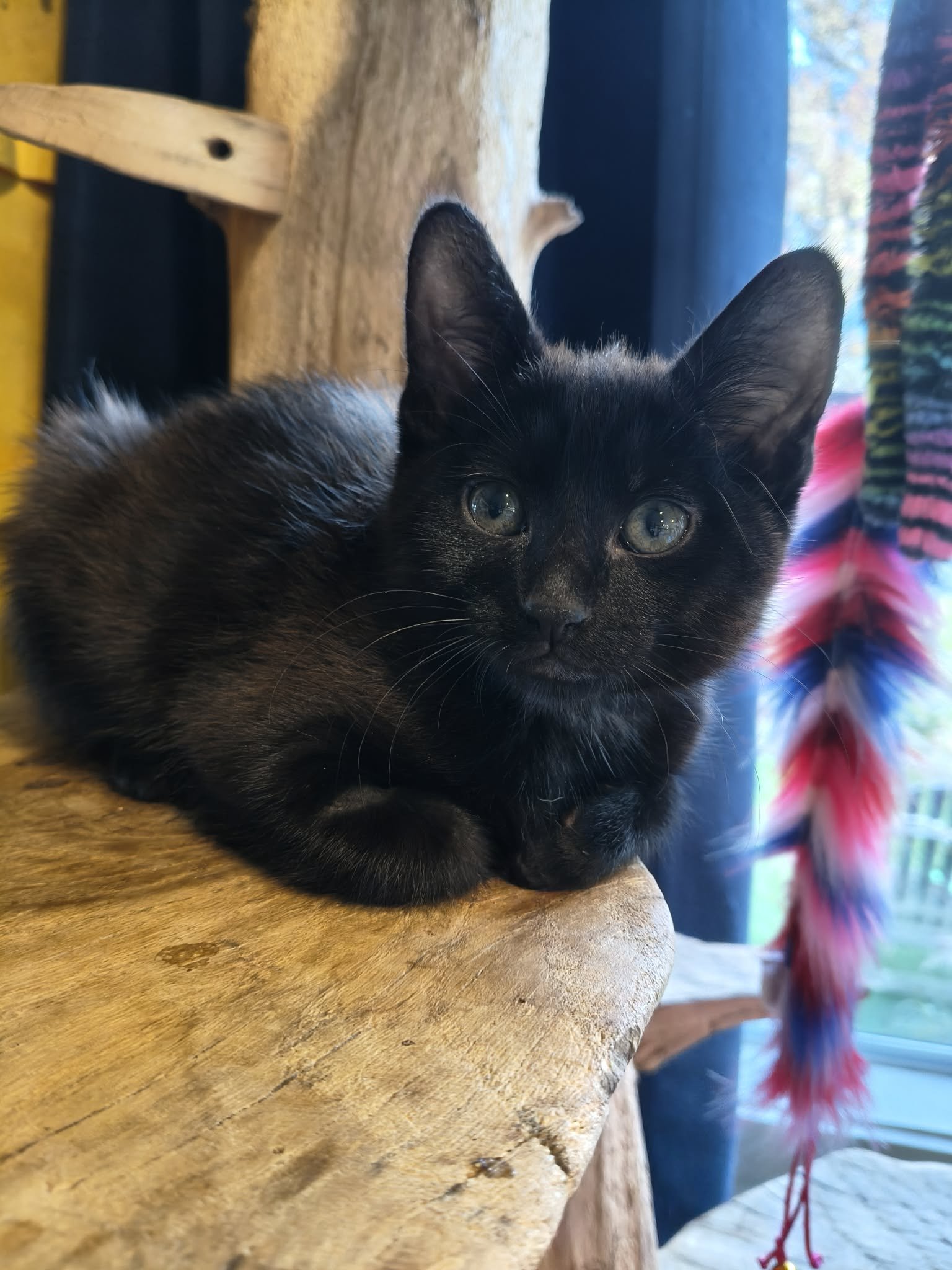 Close-up of a black kitten with green eyes,