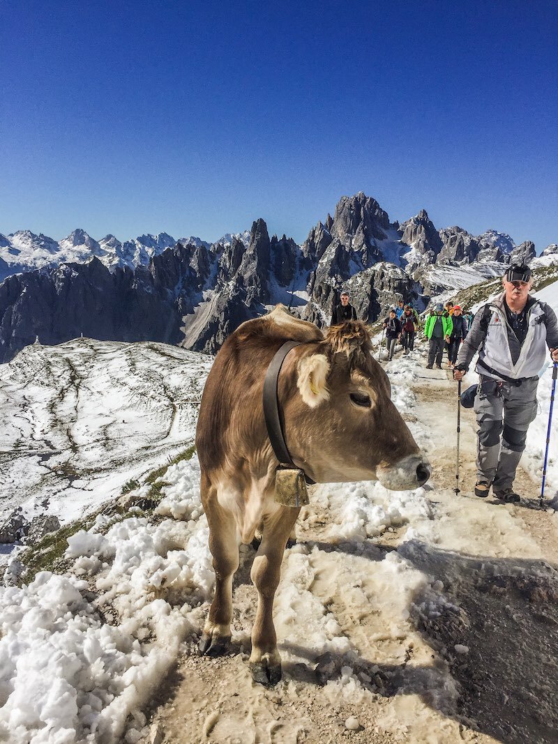 Cow blocking hiking trail at Tre Cime di Lavaredo