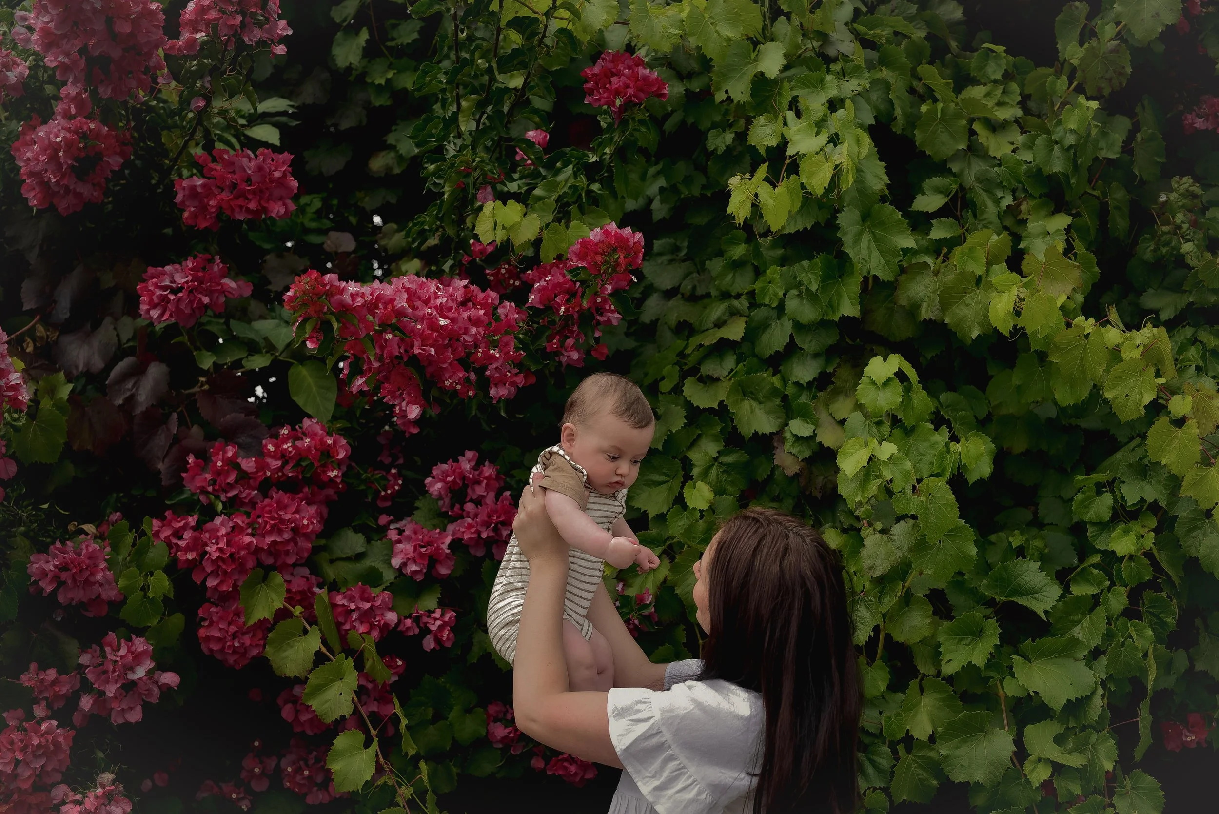 Flowers - Crib Point - Dog friendly -  Parking at location
Flowers in the summer months 