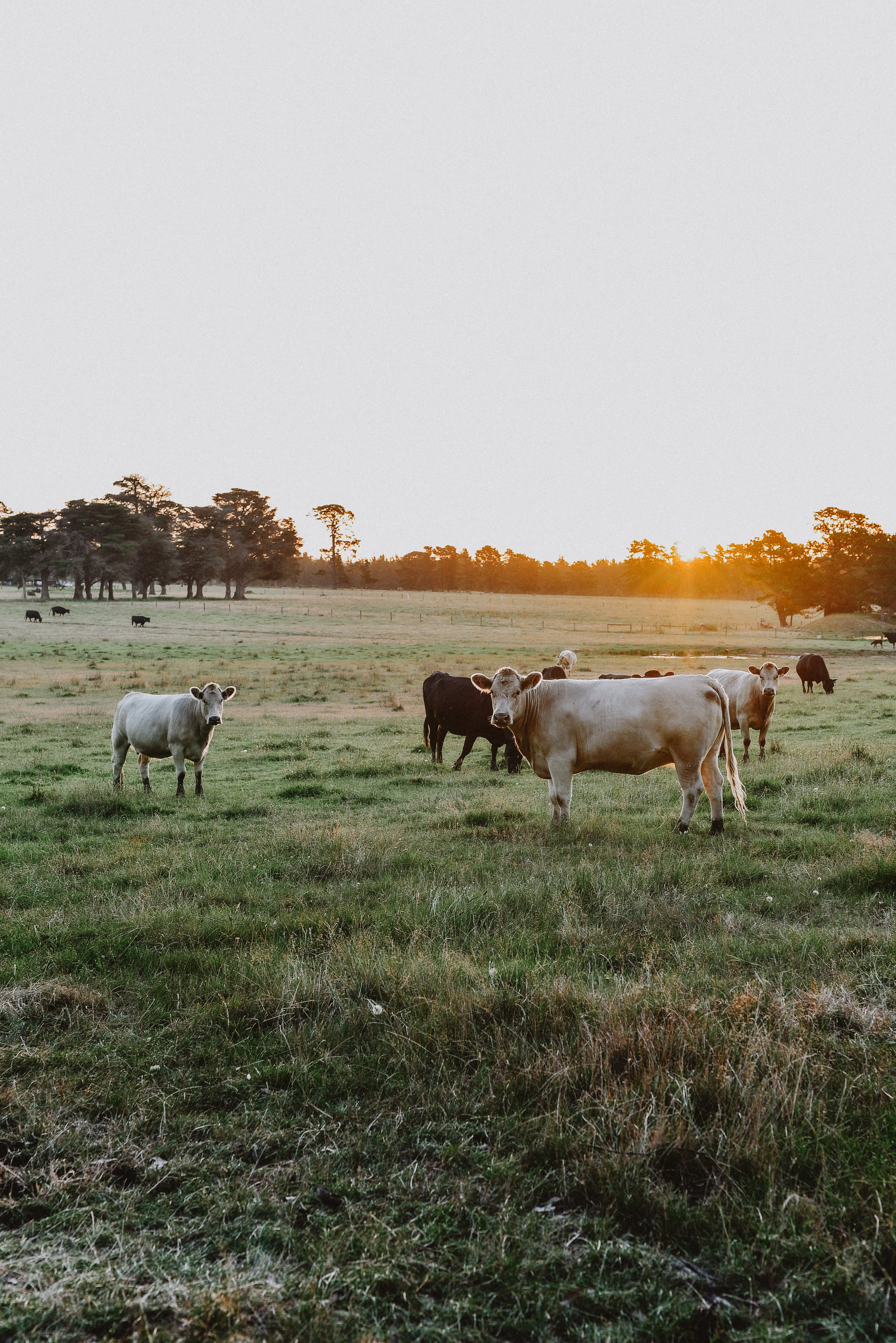 COW-45.jpg
