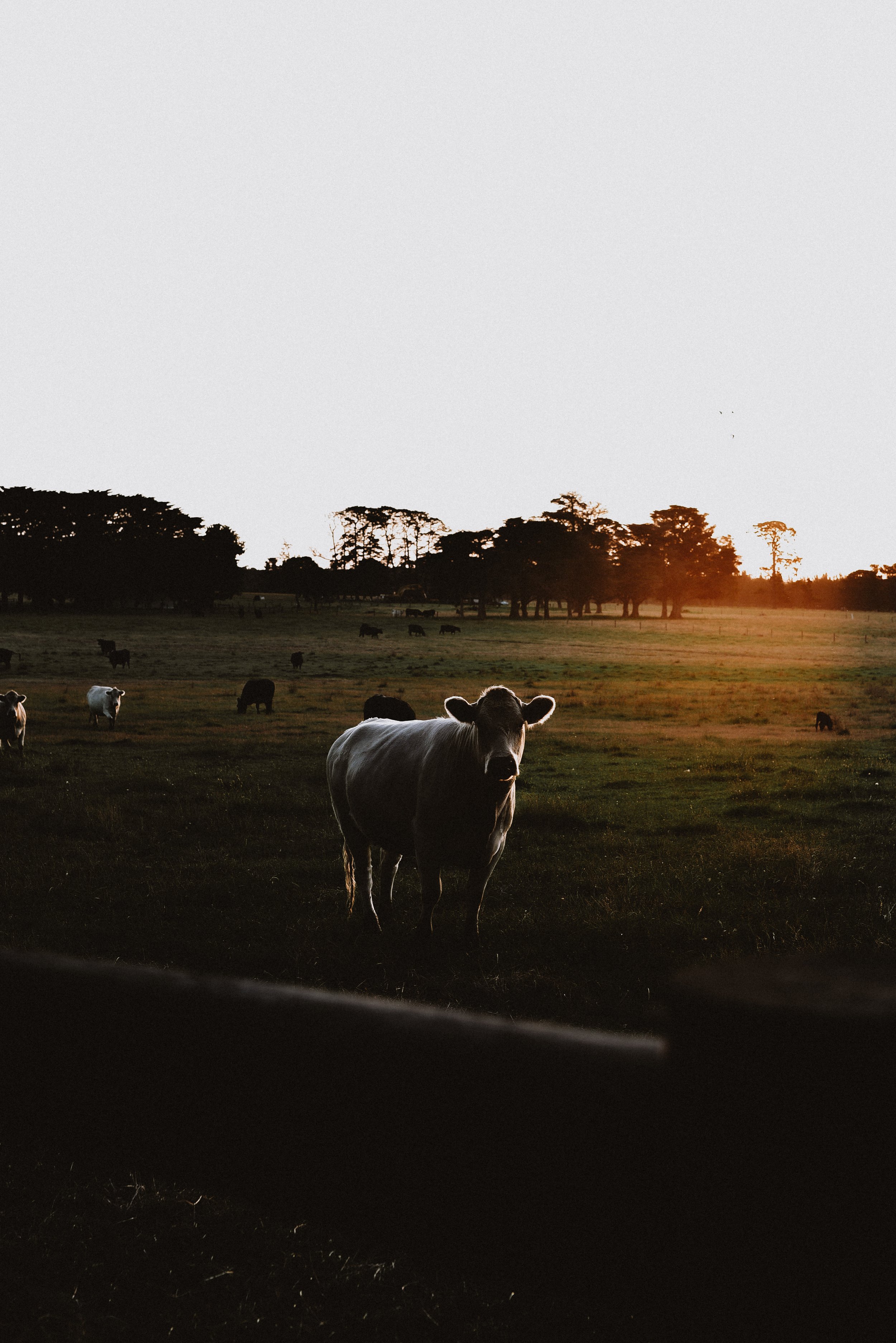COW-26.jpg