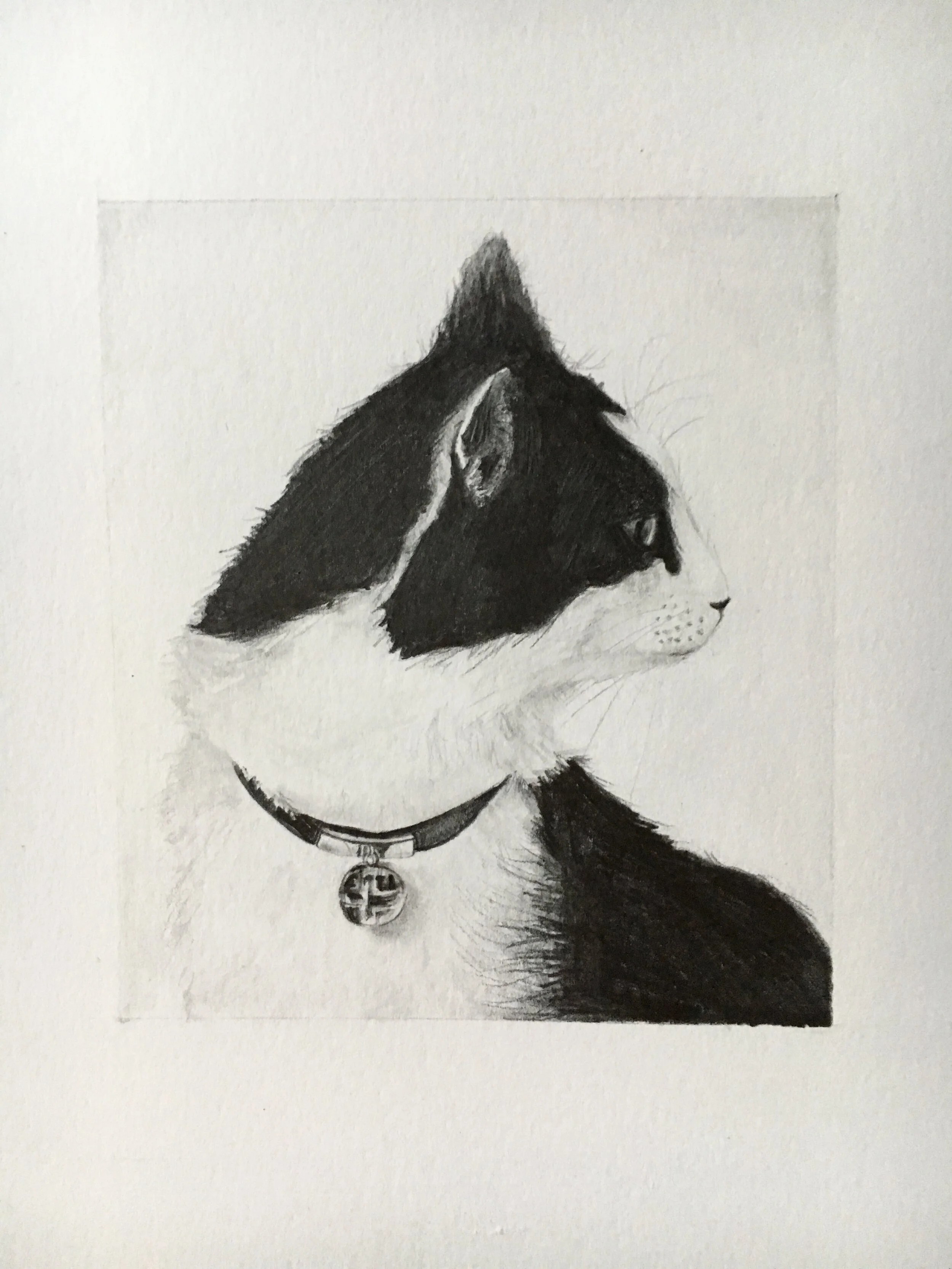 cat drawing.jpg