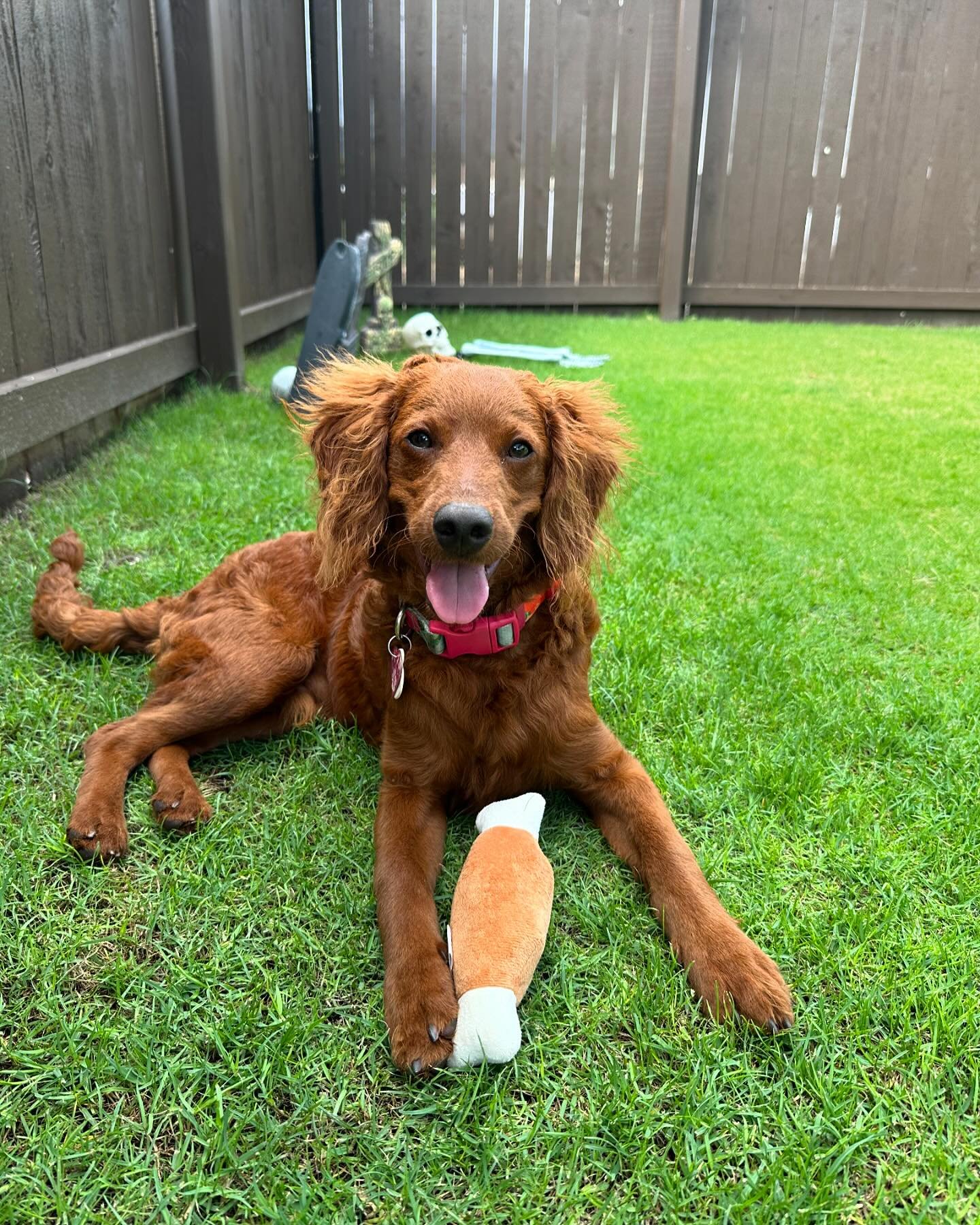 Welcome to the daycare program Mana! This little nugget is so happy to be playing with friends. Mana is learning all about proper greetings and social cues with other doggies. If you’re interested in learning more about #laurasdoggiecare boardi