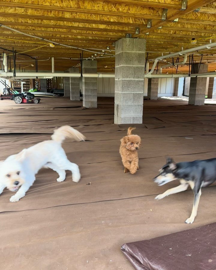 Is your doggie ready for a fun-filled day of play and new friendships? At Laura’s Doggie Care, daycare is all about wagging tails, zoomies, and tons of love! ππ
From chasing toys to cuddling with new pals, every moment is an adventure. It&rs
