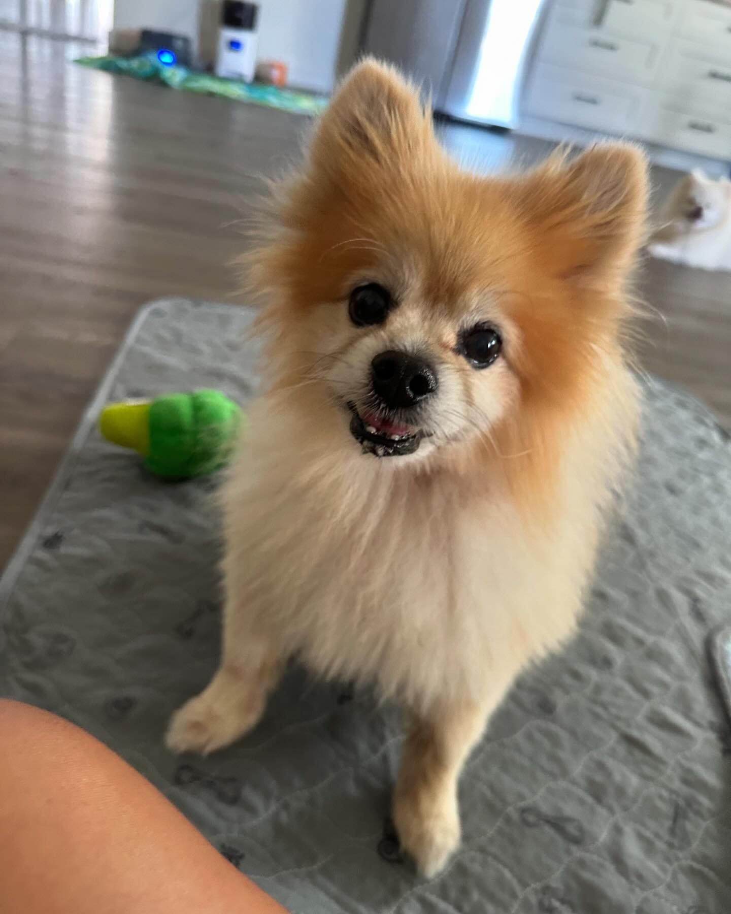 Doggie daycare is so much more than a place to play—it’s a chance for your pup to grow, learn, and build confidence in a safe, supportive environment. π Regular socialization with other dogs helps them develop essential skills, from comm