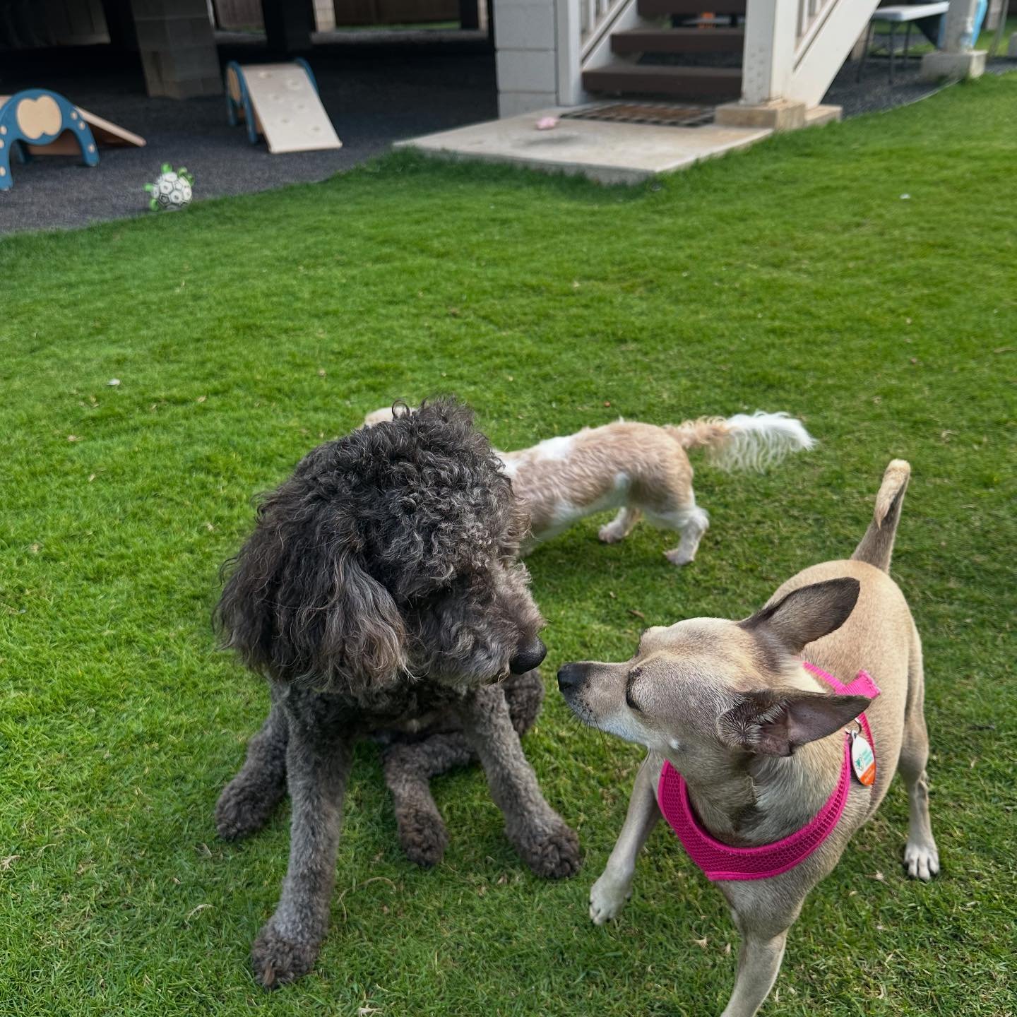 Making new friends, one tail wag at a time! πΎπ Socialization at doggie daycare is all about building confidence and bonds with fellow pups. It’s not just playtime—it’s learning how to be the best pup in town!
#doggiedaycare #paw
