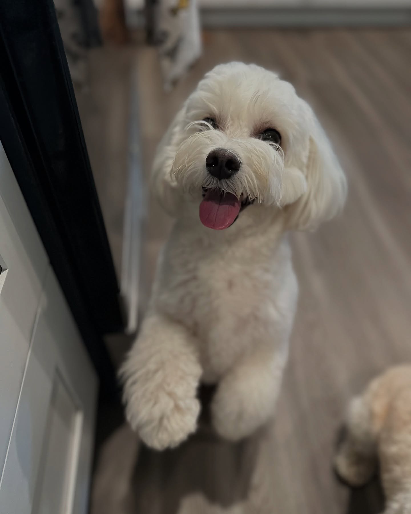 Welcome George to our daycare program! πΎ We’re excited to have him as part of our family and look forward to providing him with a fun and safe environment filled with love and care. Welcome aboard, George! πΆβ¨
#newpup #doggiedaycare #trainin
