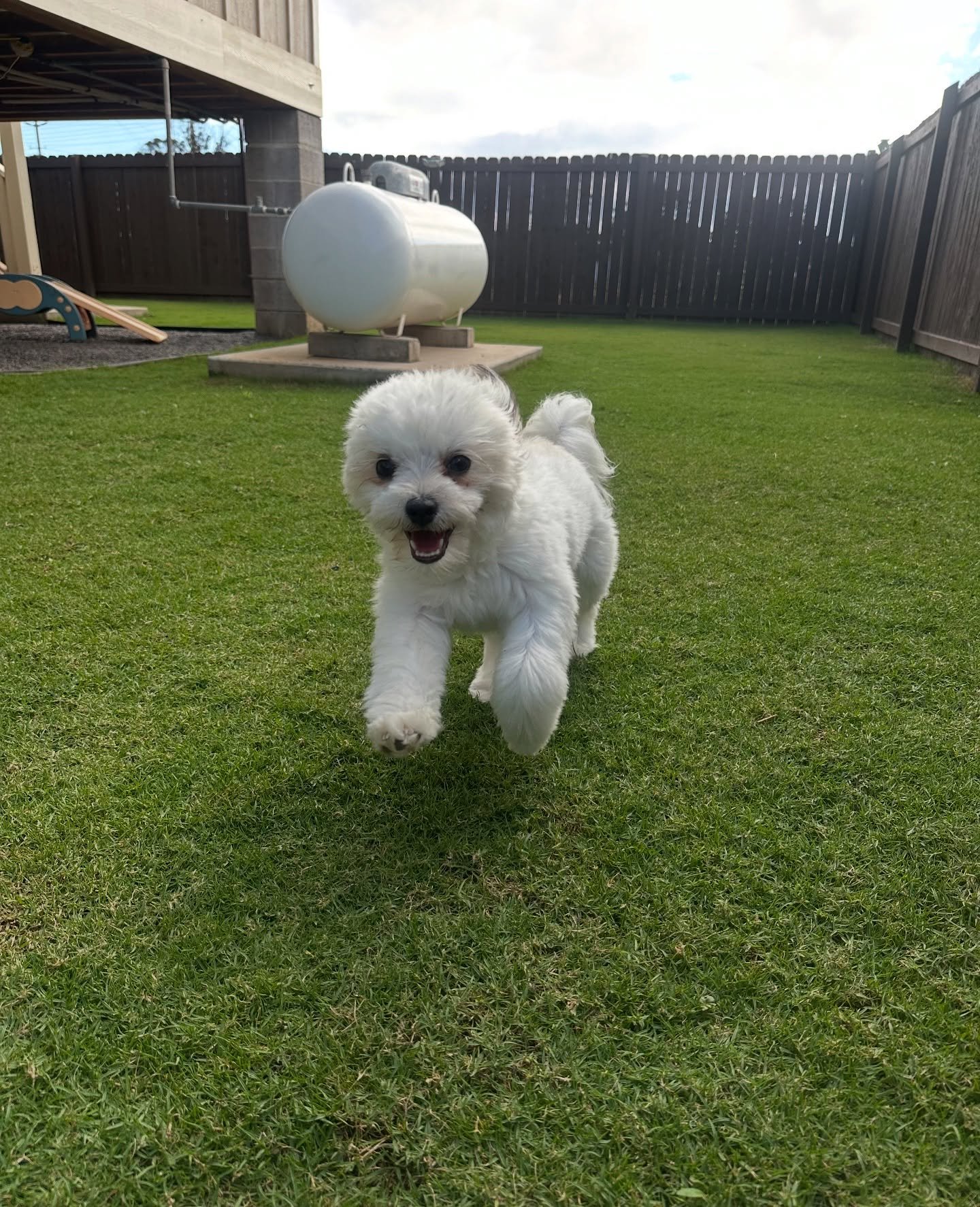 Welcome to the daycare and boarding program Mr. Pickles! π§π©π₯Pickles is starting his journey early with us at daycare and gaining skills and positive experiences in social cues, proper greetings, introduction to new pup personalities, practicing co