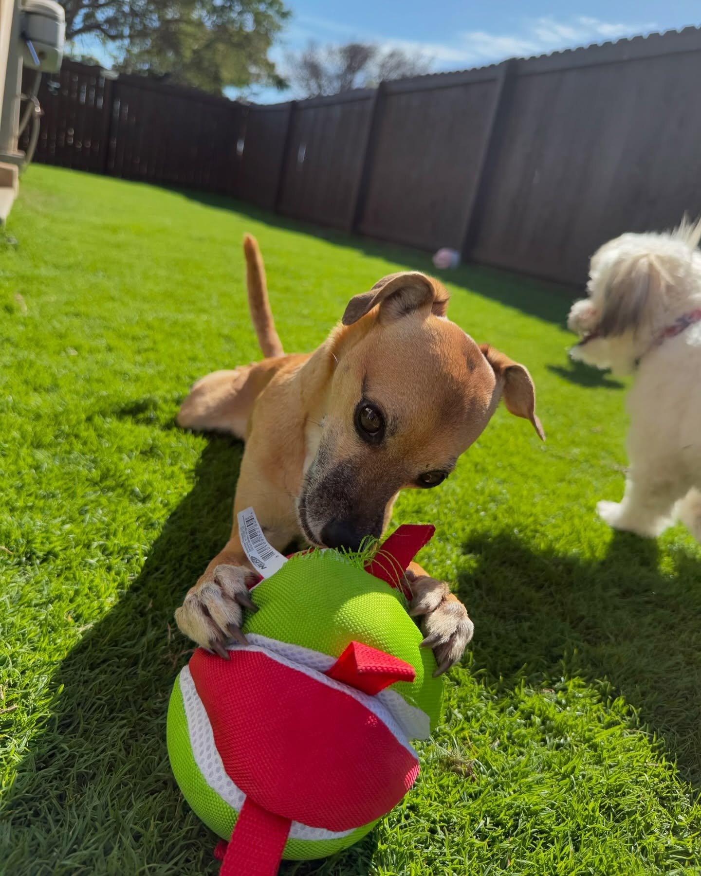 Meet Luna, the newest (and silliest!) member of our doggie daycare family! πΎ she is already bringing her silly energy and making everyone smile. We’re so excited to watch her grow and play with all her new friends!!
#doggiedaycare #petsitter