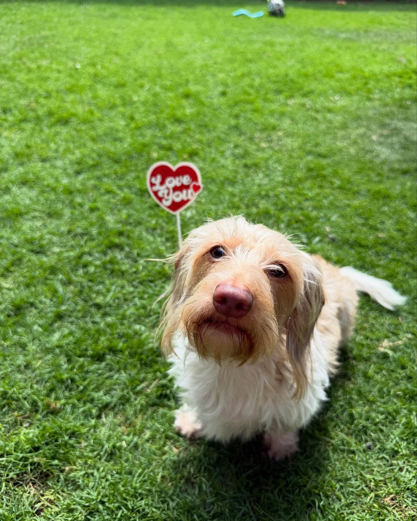 Love is in the air at doggie daycare! πΎπ Our pups participated in a photoshoot for a little keepsake to take home for Valentine’s Day πΆπ
#laurasdoggiecare #mauipetsitter #petsitter #dogdaycare #dogvalentine #paws #daycarelife #valentineda