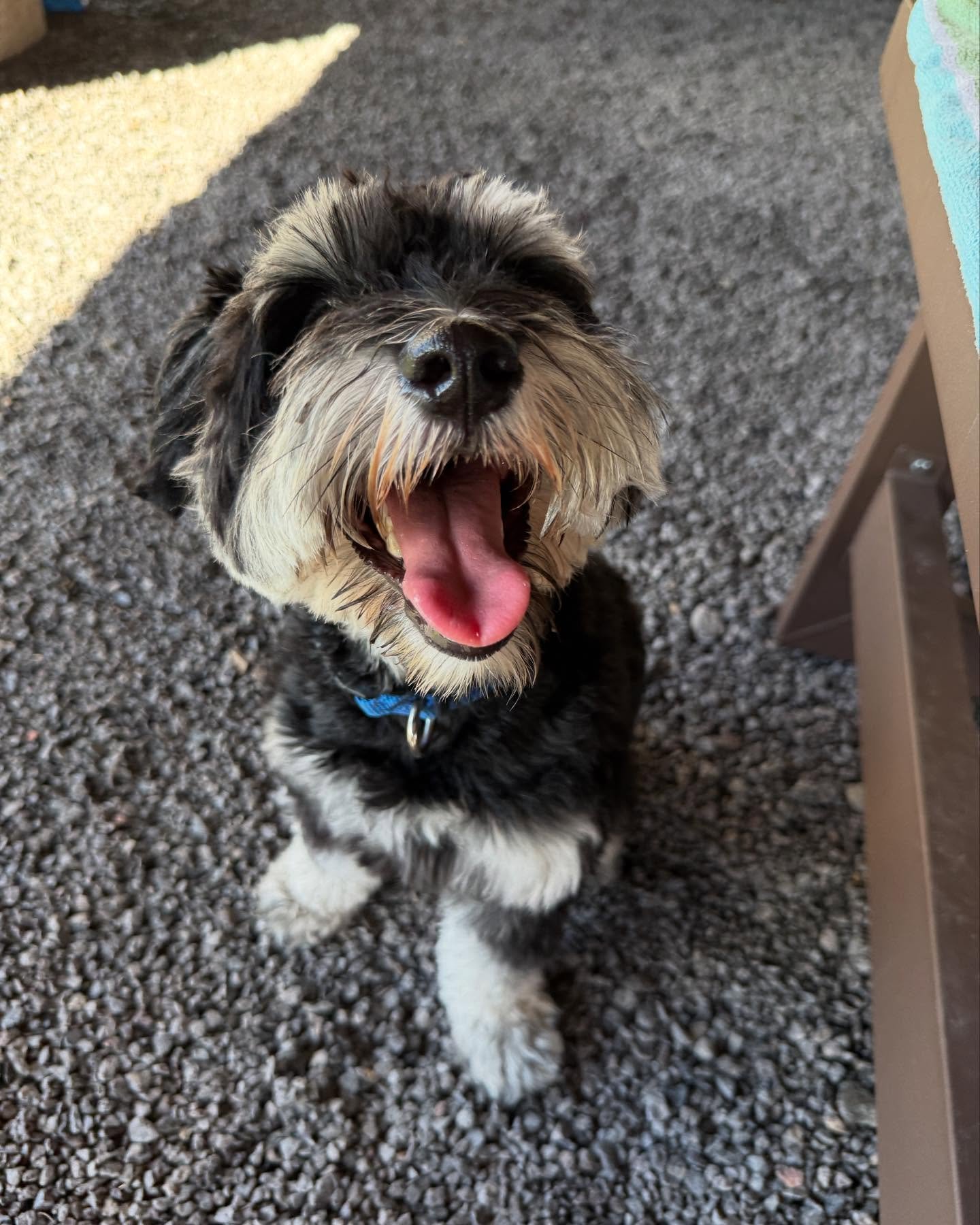 Welcome to the daycare program, Captain! βοΈπΎ Captain is a Miniature Schnauzer, a breed originally developed to hunt vermin on farmland. Today, their intelligence and high energy remain prominent traits. Captain will be participating in our six-week